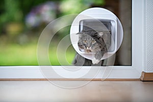 Cat coming through cat flap in window