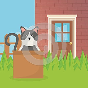 Cat coming out cardboard box house garden pet care