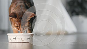 Cat coming to its bowl for eating tasty dinner