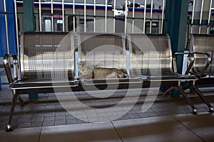 Cat on commuter train station