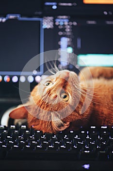 Cat on Computer Keyboard