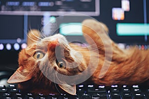 Gato sobre el computadora teclado 