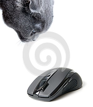 Cat and computer mouse