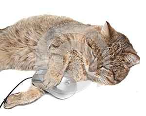 Cat with the computer mouse