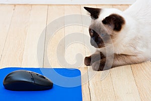 Cat and Computer Mouse On The Floor