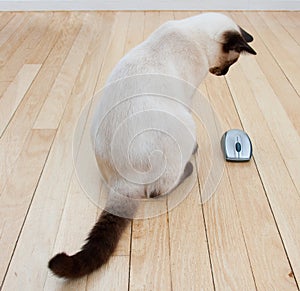 Cat and Computer Mouse On Hardwood Floor photo