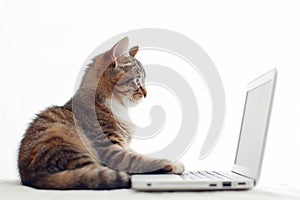 Cat Contemplating Computer Work