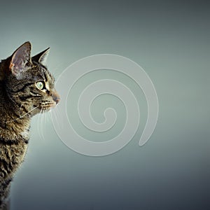 Cat with copy space photo