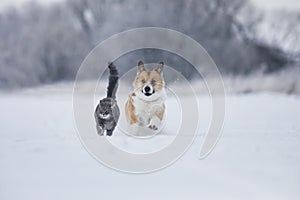 cat and corgi dog walk together on white snow in a sunny winter garden