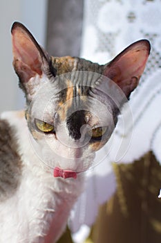 Cat cornishrex