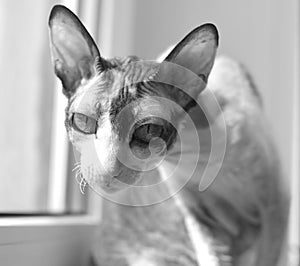 Cat cornishrex