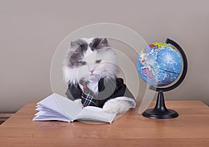 Cat in costume getting ready for a lesson of geography