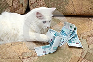 Cat count money