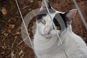 A cat on a countryhouse in the countryside of SÃ£o Paulo, Brazil