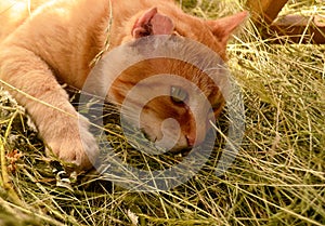 Cat in the countryside