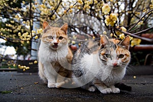 Cat_couple
