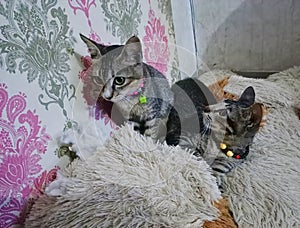 cat couple in shock seems pregnant