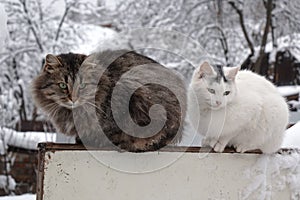 Cat couple sitting on the fence in the winter garden