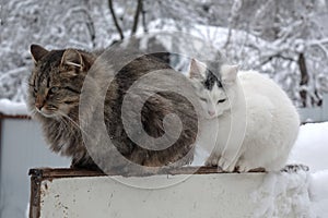 Cat couple sitting on the fence in the winter garden