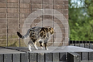 Cat covered by dark hair with white paws is walking on wooden box