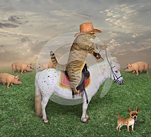 Cat cowboy with his dog on the ranch