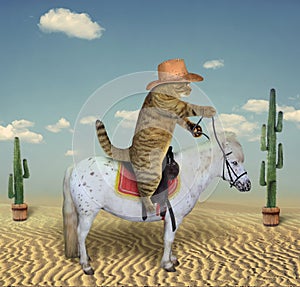 Cat cowboy on a horse 3