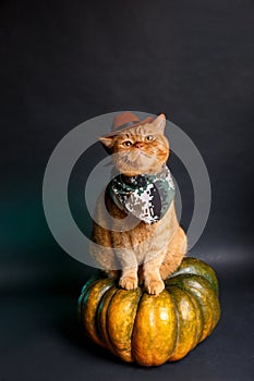 Cat cowboy sitting on big pumpkin on black background. Halloween cat costume