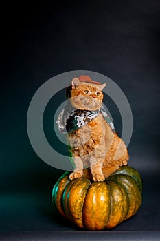 Cat cowboy sitting on big pumpkin on black background. Halloween cat costume
