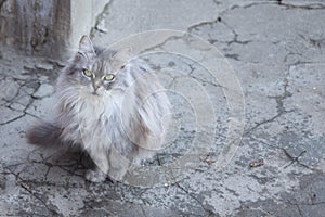 Cat on cracked concrete