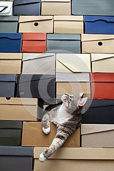 Cat crawled into a pile of stacked shoe boxes, calmly lies pulling paws and curiously looks up with copy space