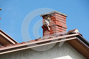 A cat crawling out of a chimney