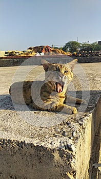 A cat crawling on the roof of my house