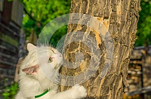 The cat is crawling on a tree