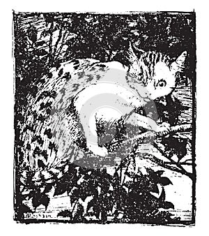 The cat crept stealthily up to the topmost branch, vintage engraving