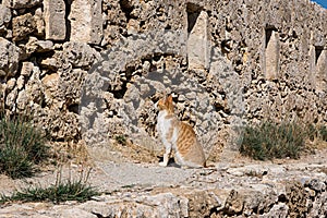 Cat of Crete in Fortezza of Rethymno, Crete island, Greece