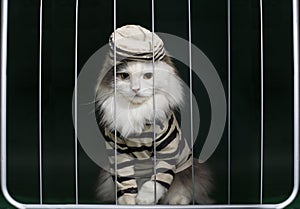 Cat criminal behind bars