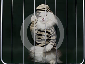 Cat criminal behind bars