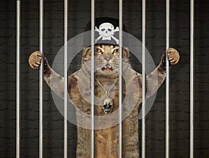 Cat criminal behind bars