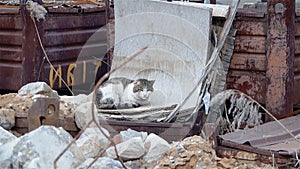 The Cat with a cropped ear at the old factory