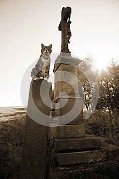 Cat and cross photo