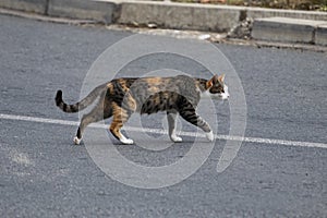 Cat is crossing above the white line