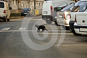 Cat crossing the street