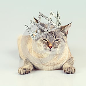 Cat crowned diadem