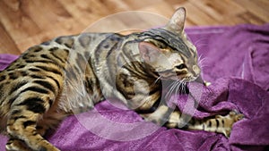 Cat crumples purple blanket and gets great pleasure
