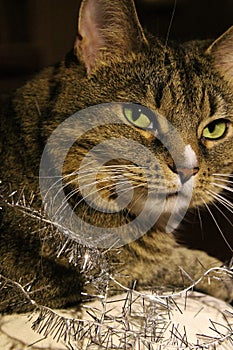 The cat cuddles on the couch