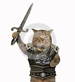 Cat in a cuirass with the sword 3