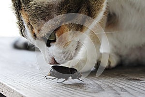 Cat play with dark brown beetle on the table