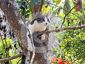 Cat Curiosity about What is Ahead