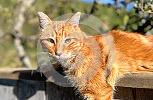 Cat curious on a bench