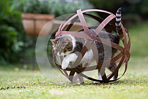 Cat curious about garden orb sculpture